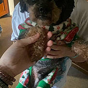 Frankie joined the competition — help win amazing prizes! dog, pet, pajamas, holiday_clothing, hand, person, indoor, brown_fur, black_fur, cute, small_dog, holding, paw, bracelet, floor, cabinet, casual_clothing, tshirt, legs, human_hand