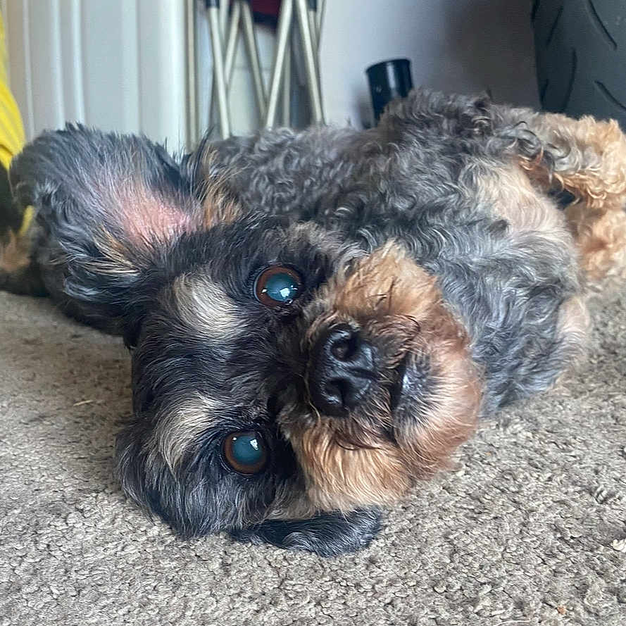 Frankie is registered to the contest to win money with this photo: animal, background_objects, brown_eyes, carpet, close_up, curly_fur, cute, dog, domestic_animal, ears, floor, fur_texture, head_tilt, home, indoor, lying_down, nose, pet, relaxed, tire