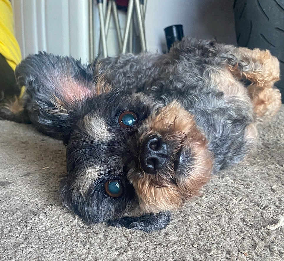 Frankie is registered to the contest to win money with this photo: dog, pet, curly_fur, lying_down, carpet, indoor, close_up, brown_eyes, head_tilt, nose, ears, fur_texture, domestic_animal, animal, cute, relaxed, home, background_objects, tire, floor