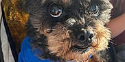 Frankie joined the competition — help win amazing prizes! dog, small_dog, blue_shirt, close_up, curious, fluffy_fur, pet, indoor, blanket, yellow_blanket, brown_pattern, cute, animal, companion, fur, face, eyes, nose, sitting, cozy