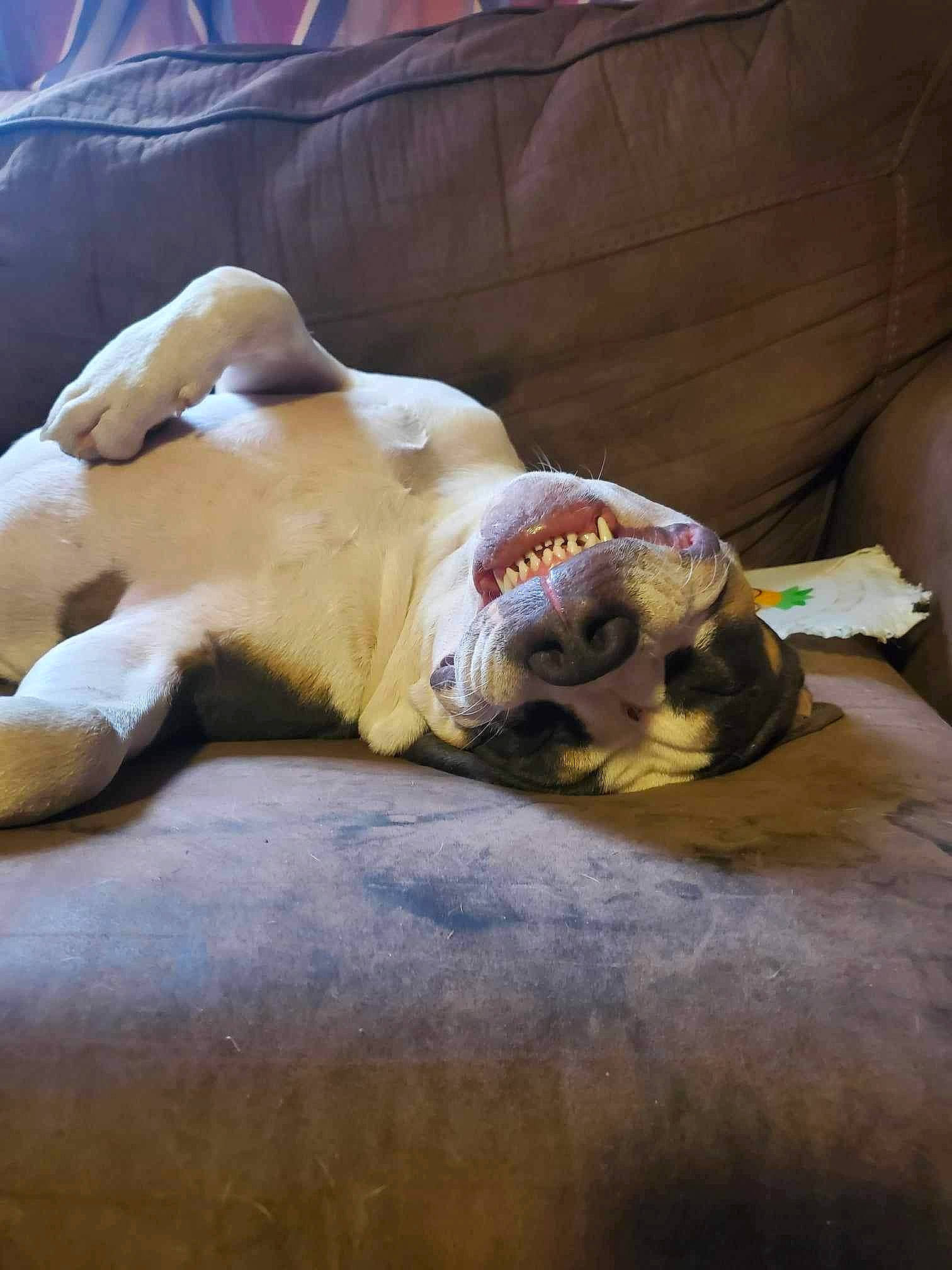 Rugger joined the competition — help win amazing prizes! carnivore, comfort, companion_dog, couch, dog, dog_breed, fawn, felidae, flooring, fur, linens, paw, small_to_medium_sized_cats, snout, tail, terrestrial_animal, toy_dog, whiskers, wood, working_animal