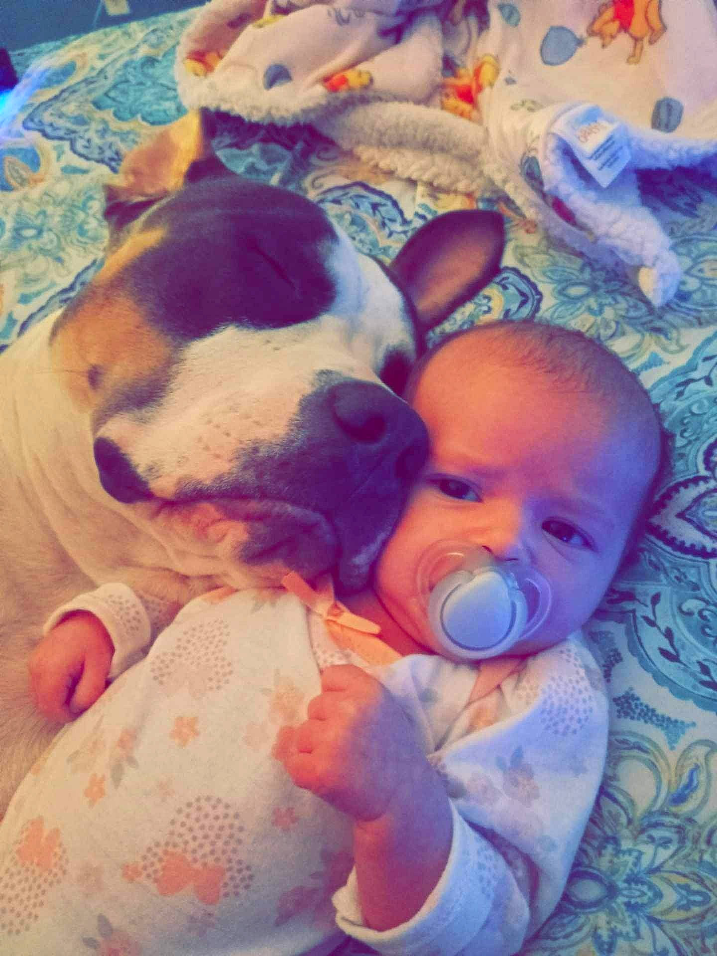 Rugger is registered to the contest to win money with this photo: baby, baby_toddler_clothing, canidae, carnivore, child, cloud, comfort, companion_dog, cool, dog, dog_breed, fawn, fun, happy, lap, nose, selfie, sporting_group, sunglasses, toddler