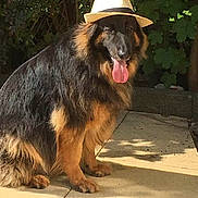 Max joined the competition — help win amazing prizes! animal, black, brown, canine, dog, fedora, fur, german_shepherd, greenery, hat, leafy, nature, outdoor, panting, pet, shadow, sidewalk, sitting, sunlight, tongue_out