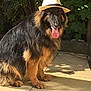 animal, black, brown, canine, dog, fedora, fur, german_shepherd, greenery, hat, leafy, nature, outdoor, panting, pet, shadow, sidewalk, sitting, sunlight, tongue_out