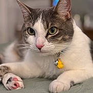Willy joined the competition — help win amazing prizes! cat, close_up, pet, animal, feline, paw, collar, indoor, domestic, whiskers, pink_nose, green_eyes, fur, relaxed, cute, mammal, portrait, soft_surface, yellow_charm, focus