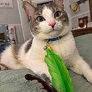 Willy is registered to the contest to win money with this photo: cat, pet, indoor, collar, bell, feather_toy, bedspread, quilted, gray_and_white, close_up, whiskers, ears, eyes, nose, fur, home, furniture, decor, relaxed, curious