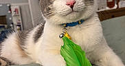 Willy is registered to the contest to win money with this photo: bedspread, bell, cat, close_up, collar, curious, decor, ears, eyes, feather_toy, fur, furniture, gray_and_white, home, indoor, nose, pet, quilted, relaxed, whiskers