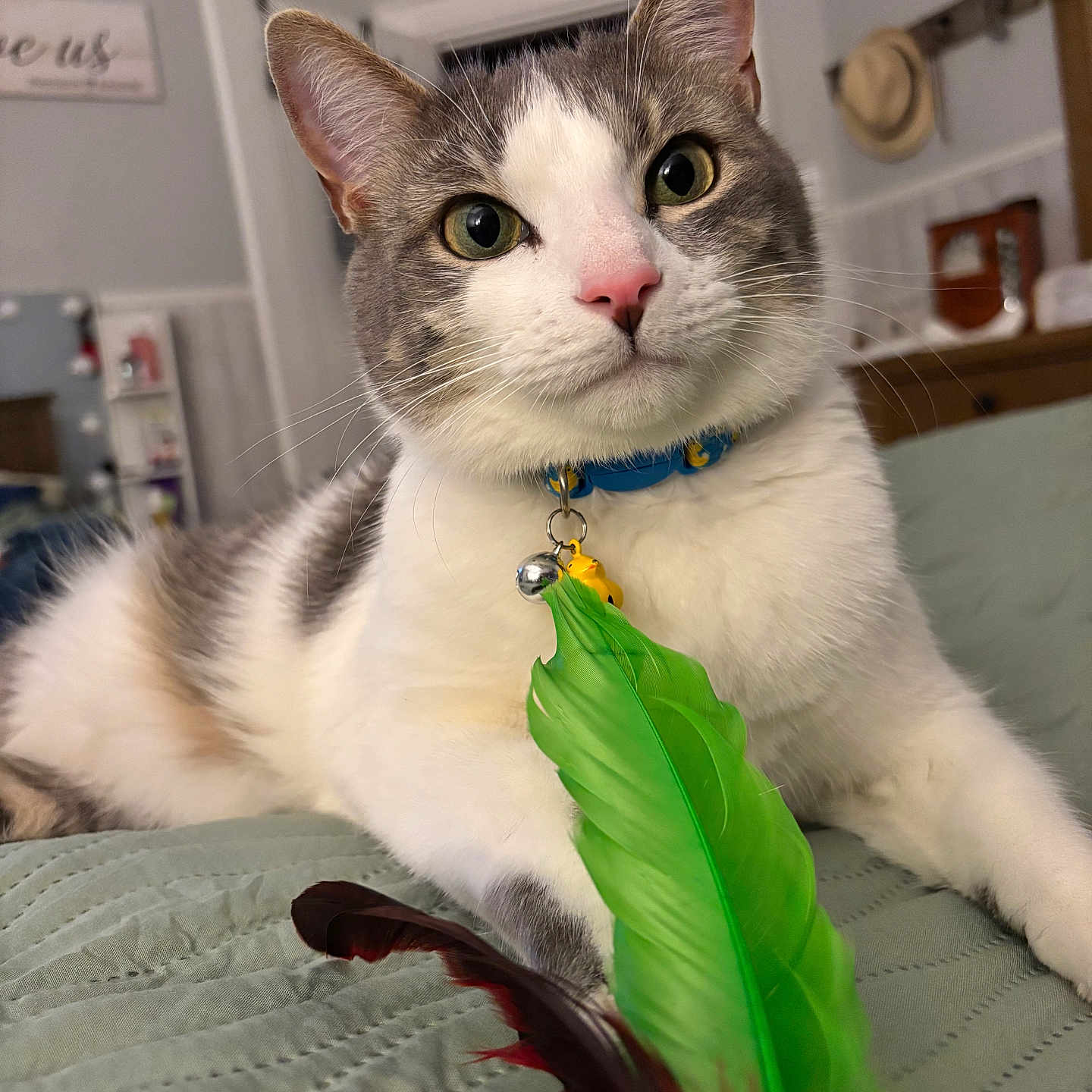 Willy is registered to the contest to win money with this photo: cat, pet, indoor, collar, bell, feather_toy, bedspread, quilted, gray_and_white, close_up, whiskers, ears, eyes, nose, fur, home, furniture, decor, relaxed, curious