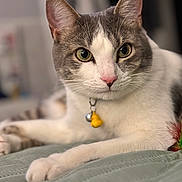 Willy is registered to the contest to win money with this photo: animal, bed, bell, cat, close_up, collar, cute, domestic_cat, feline, fur, green_eyes, indoor, pet, pink_nose, portrait, relaxed, resting, soft_texture, whiskers, yellow_charm