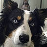 Spensa is registered to the contest to win money with this photo: animal, black_fur, blue_eyes, brown_fur, canine, close_up, curious, decor, dog, ears, face, furry, household, indoor, looking_up, mammal, nose, pet, portrait, white_fur