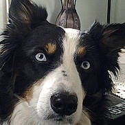 Spensa joined the competition — help win amazing prizes! dog, blue_eyes, black_fur, white_fur, tan_fur, close_up, pet, indoors, decorative_vase, fur, face, animal, canine, alert, looking_away, household, portrait, muzzle, ears, snout