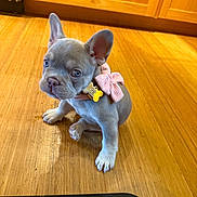 Luna is registered to the contest to win money with this photo: puppy, dog, french_bulldog, bow, collar, wooden_floor, kitchen, pet, cute, small_dog, indoor, animal, ears, sitting, young, domestic, flooring, adorable, companion, curious