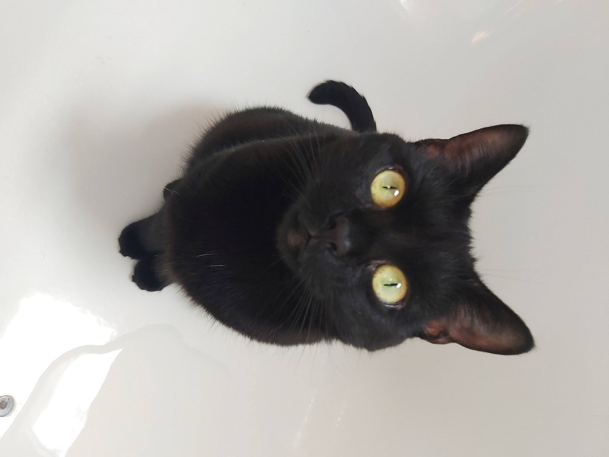 Reglisse participe au concours pour gagner de l'argent avec cette photo : black_cat, bombay, carnivore, cat, domestic_short_haired_cat, ear, eye, felidae, fur, havana_brown, plant, small_to_medium_sized_cats, snout, tail, terrestrial_animal, whiskers