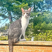 Leland joined the competition — help win amazing prizes! cat, feline, gray_and_white_fur, sitting, tail, wooden_railing, deck, outdoor, pine_tree, trees, backyard, house, fence, whiskers, ears, portrait, nature, sunlight, grass, curious