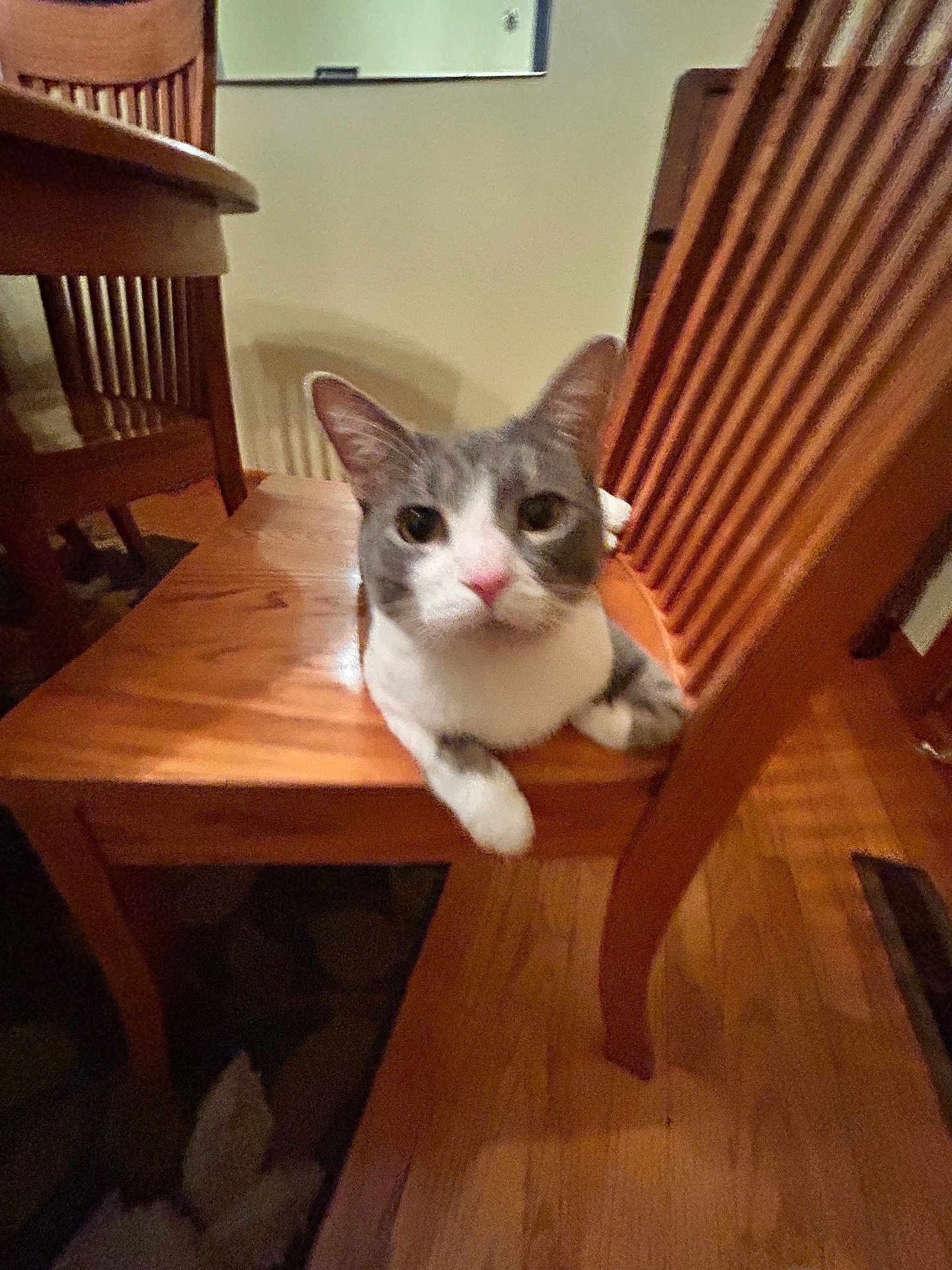 Leland is registered to the contest to win money with this photo: cat, feline, pet, domestic_cat, gray_and_white_cat, chair, wooden_chair, dining_chair, table, indoor, hardwood_floor, paws, whiskers, close_up, portrait, looking_at_camera, home_interior, furniture, cozy, curious