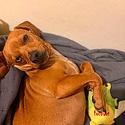 Joe joined the competition — help win amazing prizes! animal, blanket, brown_dog, closeup, comfort, companion, cozy, cute, dog, fur, home, indoor, lying_down, pet, playful, plush_toy, raised_paw, relaxed, side_view, toy