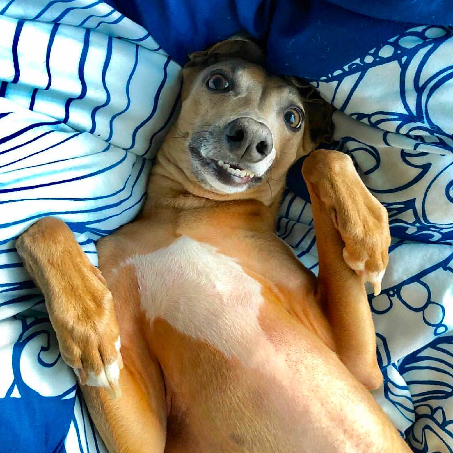 Macaroni joined the competition — help win amazing prizes! carnivoran, dog, dog_breed, dog_breed_group, dog_like_mammal, ear, puppy, snout