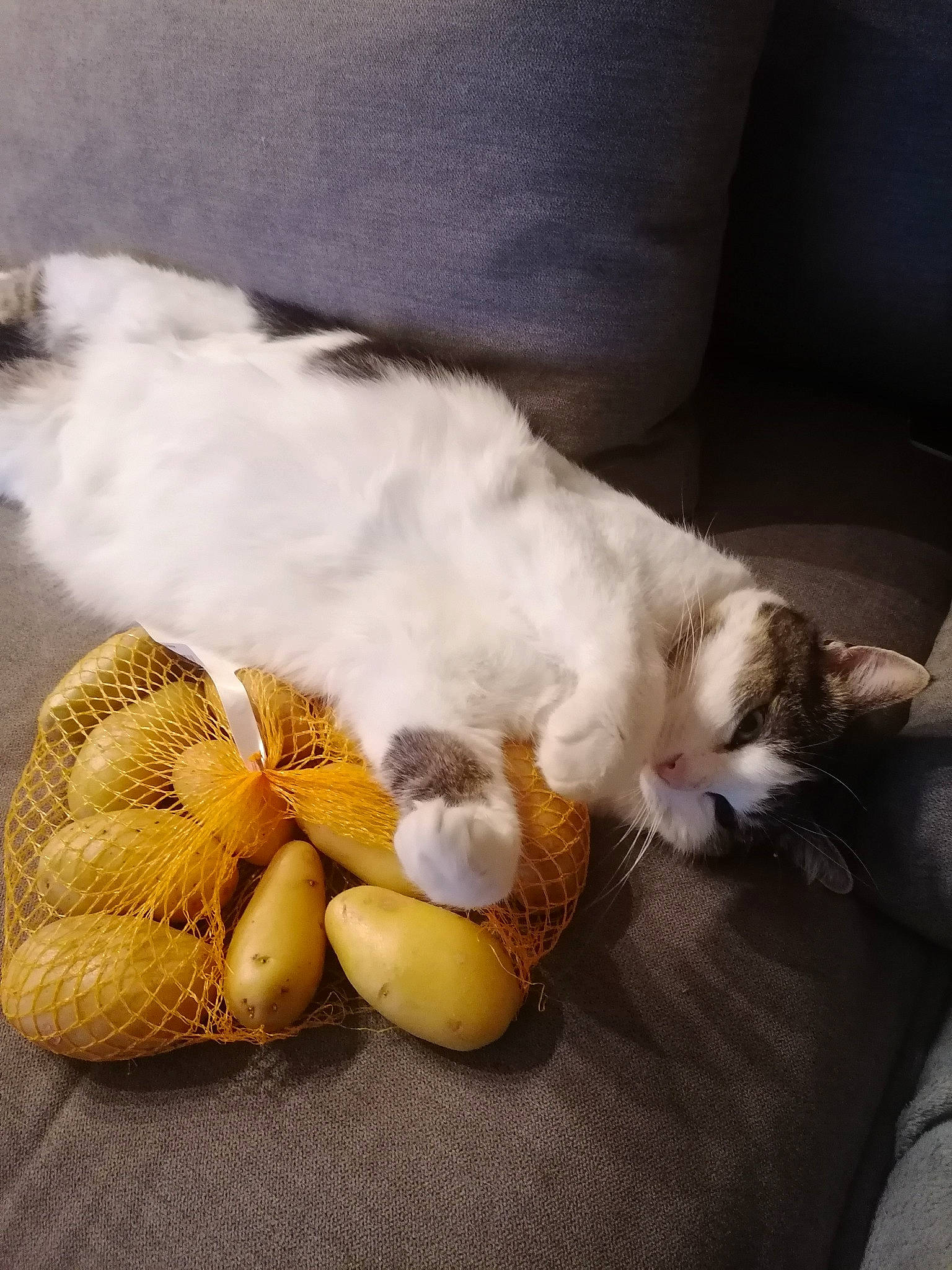 Maïtika a rejoint le concours — aidez-le/la à gagner de superbes lots ! banana, carnivore, cat, comfort, companion_dog, couch, domestic_short_haired_cat, fawn, felidae, fur, hat, linens, paw, small_to_medium_sized_cats, stuffed_toy, tail, teddy_bear, toy, whiskers, wood