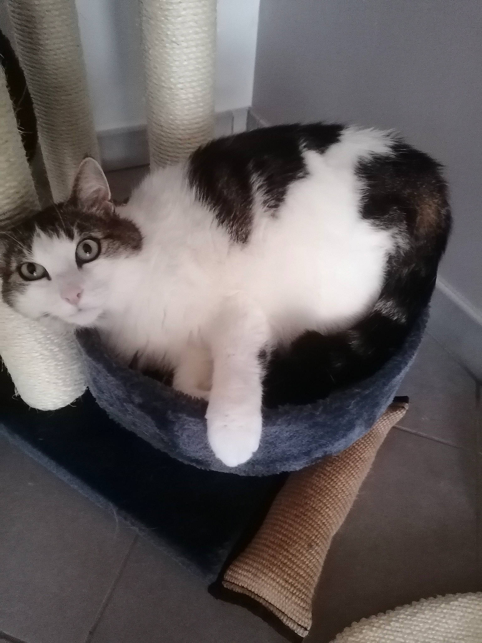 Maïtika a rejoint le concours — aidez-le/la à gagner de superbes lots ! carnivore, cat, cat_supply, chair, claw, comfort, domestic_short_haired_cat, felidae, fur, paw, pet_supply, sitting, small_to_medium_sized_cats, snout, tail, whiskers, window