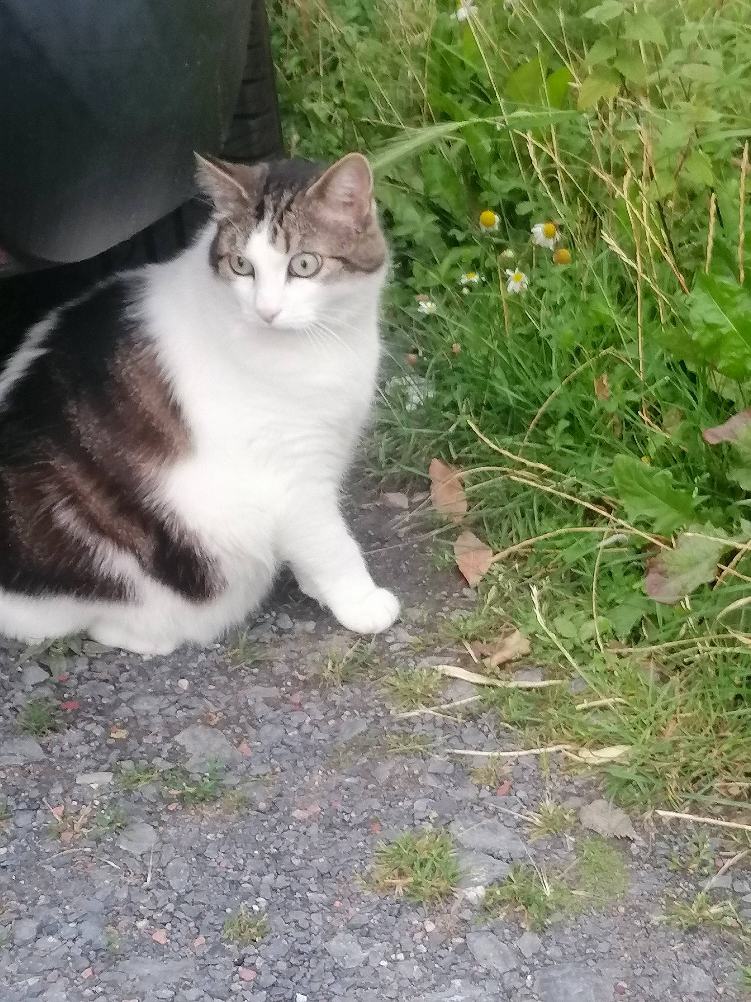 Maïtika participe au concours pour gagner de l'argent avec cette photo : carnivore, cat, domestic_short_haired_cat, felidae, flower, flowering_plant, fur, grass, groundcover, herb, herbaceous_plant, paw, plant, sitting, small_to_medium_sized_cats, snout, tail, terrestrial_animal, tree, whiskers