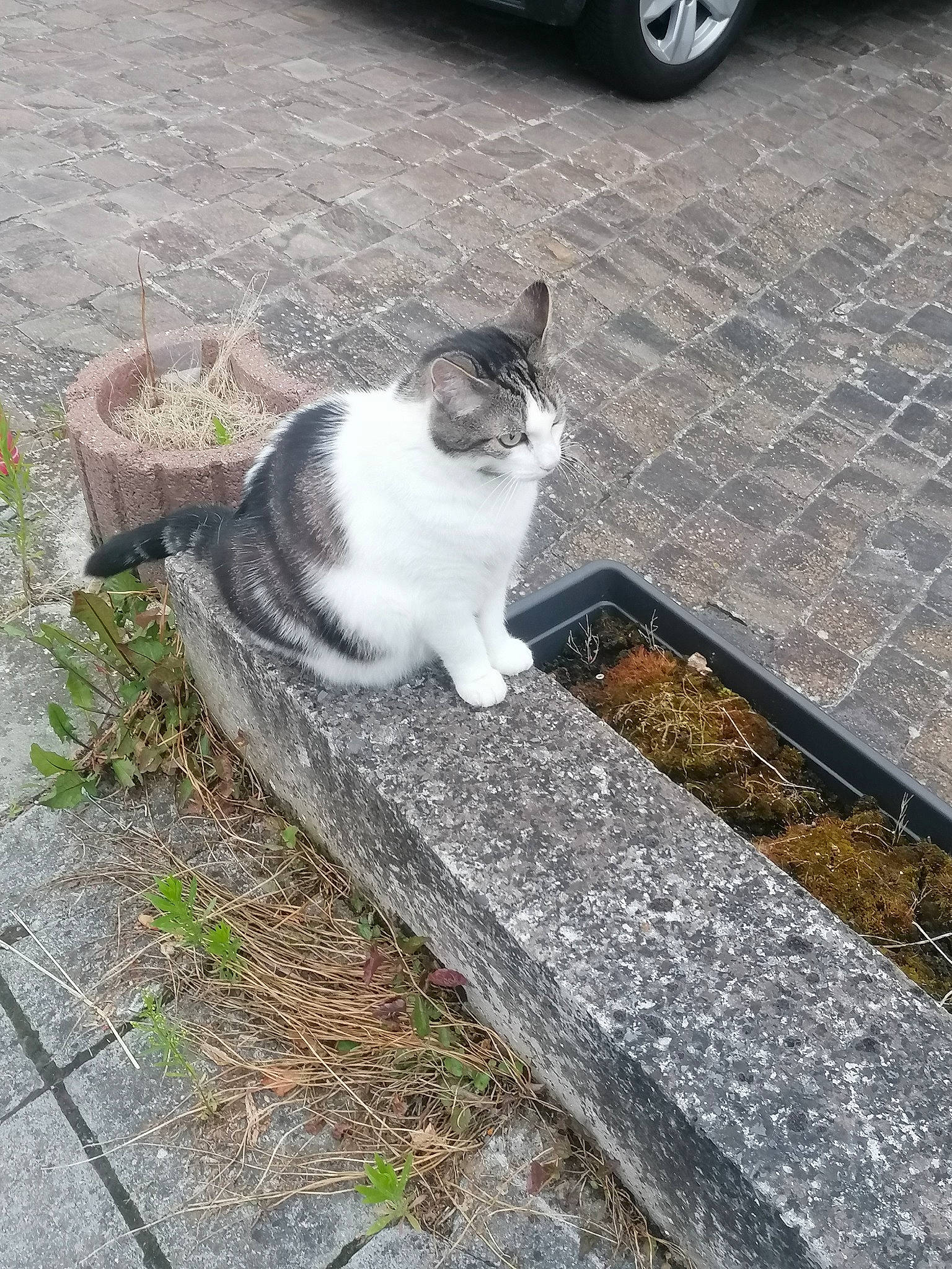 Maïtika a rejoint le concours — aidez-le/la à gagner de superbes lots ! asphalt, automotive_tire, carnivore, cat, felidae, flooring, grass, grey, plant, road, road_surface, sidewalk, small_to_medium_sized_cats, snout, tail, tire, tree, wheel, whiskers, wood