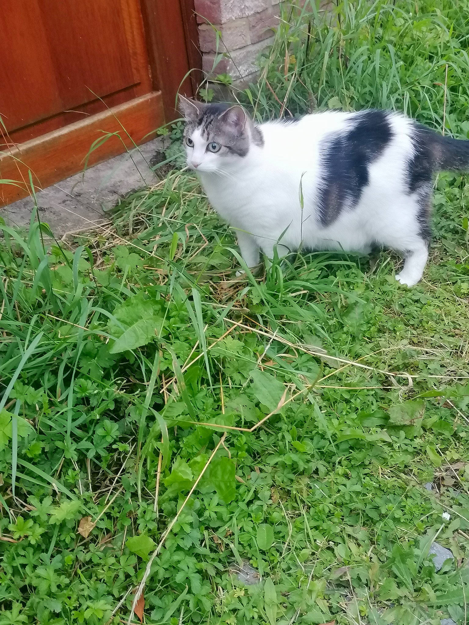 Maïtika participe au concours pour gagner de l'argent avec cette photo : backyard, carnivore, cat, domestic_short_haired_cat, door, felidae, flooring, fur, garden, grass, groundcover, herb, herbaceous_plant, lawn, plant, small_to_medium_sized_cats, tail, terrestrial_animal, whiskers, yard