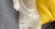Volotéa a rejoint le concours — aidez-le/la à gagner de superbes lots ! kitten, cat, siamese, fluffy, pet, cute, lying_down, paw, blue_eyes, indoor, couch, yellow_pillow, relaxed, feline, young_animal, fur, domestic_animal, resting, soft, adorable