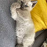 kitten, cat, siamese, fluffy, pet, cute, lying_down, paw, blue_eyes, indoor, couch, yellow_pillow, relaxed, feline, young_animal, fur, domestic_animal, resting, soft, adorable