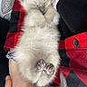 Volotéa a rejoint le concours — aidez-le/la à gagner de superbes lots ! kitten, cat, sleeping, cute, fluffy, paw, hand, red, black, checkered, fabric, cozy, pet, animal, resting, small, furry, domestic_animal, indoor, comfort
