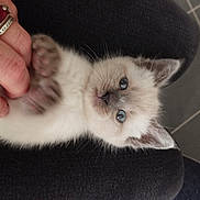 Volotéa a rejoint le concours — aidez-le/la à gagner de superbes lots ! kitten, cat, blue_eyes, paw, hand, ring, silver_ring, fur, cute, pet, animal, domestic, indoor, playing, resting, close_up, soft_lighting, texture, curious, cozy