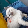 Volotéa participe au concours pour gagner de l'argent avec cette photo : kitten, cat, pet, animal, lap, person, clothing, pants, denim, shorts, furry, indoor, comfortable, relaxed, blue_eyes, white_fur, hand, couch, floor, casual