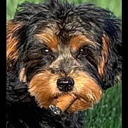 Oscar is registered to the contest to win money with this photo: dog, cigar, grass, black_fur, brown_fur, pet, animal, cute, outdoor, portrait, close_up, fur, canine, muzzle, snout, whiskers, ears, expression, nature, summer