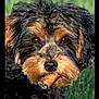 dog, cigar, grass, black_fur, brown_fur, pet, animal, cute, outdoor, portrait, close_up, fur, canine, muzzle, snout, whiskers, ears, expression, nature, summer