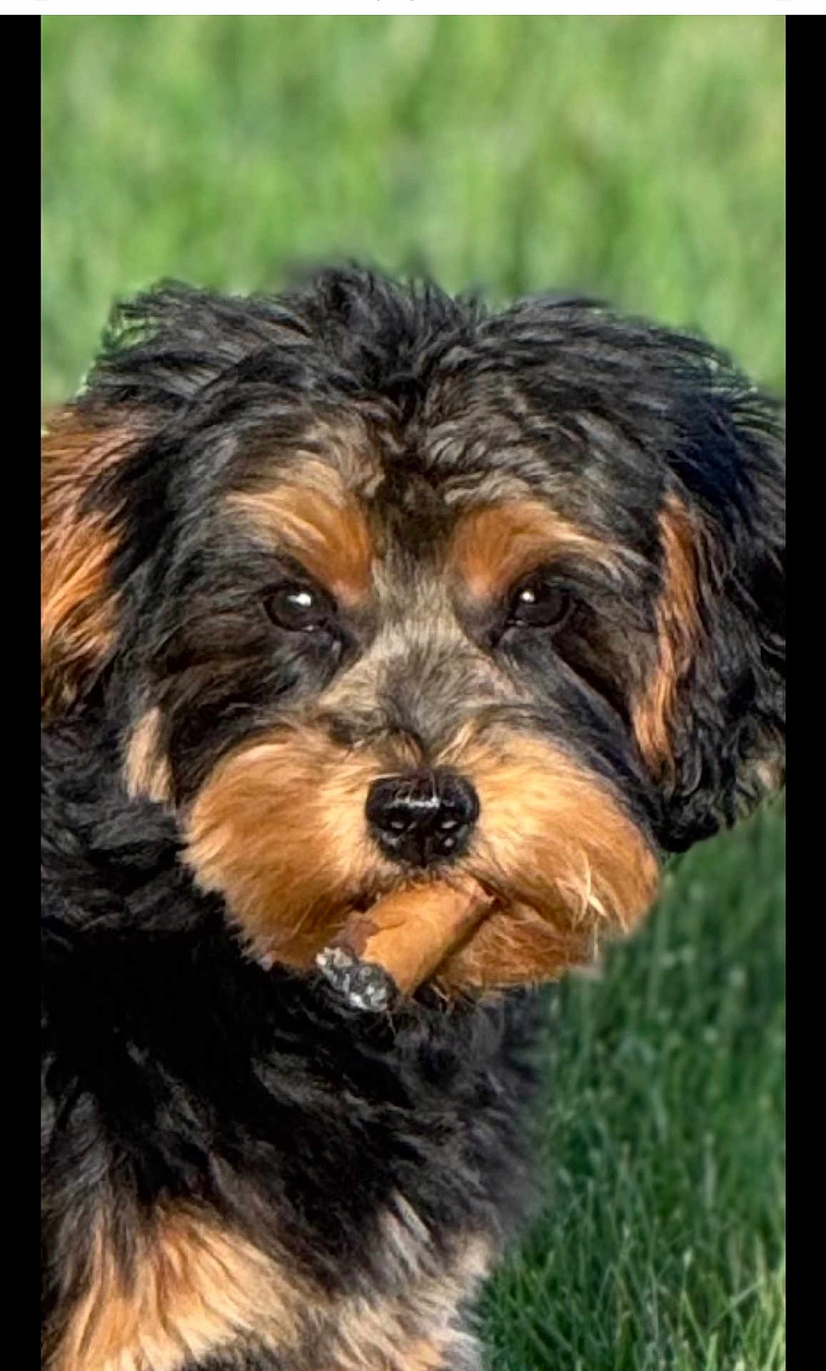 Oscar is registered to the contest to win money with this photo: dog, cigar, grass, black_fur, brown_fur, pet, animal, cute, outdoor, portrait, close_up, fur, canine, muzzle, snout, whiskers, ears, expression, nature, summer