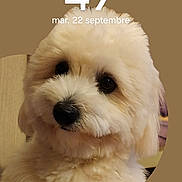 Api participe au concours pour gagner de l'argent avec cette photo : animal, brown_background, close_up, cute, dog, eyes, face, fluffy, fur, groomed, heart_shape, indoors, lock_screen, nose, pet, portrait, puppy, small_dog, smartphone, white_dog