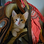 Stinky is registered to the contest to win money with this photo: animal, brown, cat, closeup, cozy, curious, cute, ears, fur, indoor, kitten, leather, orange, pet, red_bandana, saddle, small, soft, whiskers, white