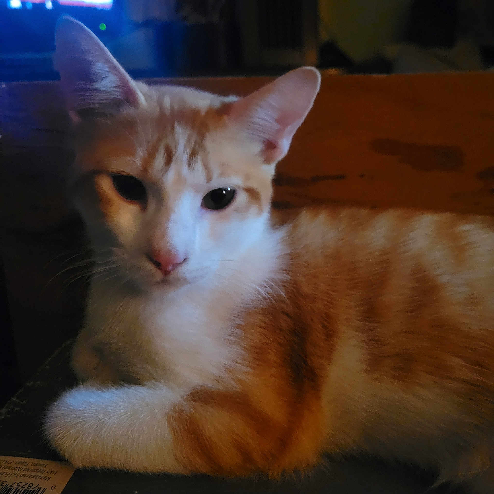 Spunky joined the competition — help win amazing prizes! animal, cat, closeup, companion, cute, domestic_cat, ears, face, feline, fur, indoor, mammal, orange_tabby, pet, portrait, relaxed, resting, sleepy, whiskers, white_fur