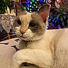 Cloud joined the competition — help win amazing prizes! cat, pet, feline, colorpoint, blue_eyes, fluffy, whiskers, collar, bell, indoors, christmas, christmas_tree, holiday_lights, festive, cozy, couch, portrait, close_up, relaxed, home_decor