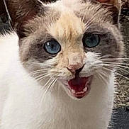 Cloud is registered to the contest to win money with this photo: cat, kitten, blue_eyes, open_mouth, meowing, white_fur, gray_markings, pointed_ears, whiskers, animal, pet, portrait, close_up, outdoor, garden, plants, paved_surface, standing, dramatic_expression, photography