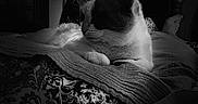 Cloud is registered to the contest to win money with this photo: cat, feline, pet, animal, black_and_white, monochrome, bed, blanket, bedding, indoors, home, bedroom, lying_down, resting, relaxed, whiskers, ears, portrait, low_light, photography