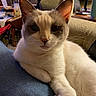 Cloud is registered to the contest to win money with this photo: cat, animal, pet, cream_fur, brown_markings, blue_eyes, whiskers, ears, paw, lying_down, relaxed, portrait, close_up, indoors, living_room, sofa, couch, cozy, furniture, home