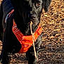 dog, black_dog, orange_harness, stick, wood_chips, outdoor, pet, animal, canine, standing, nature, daylight, closeup, fur, ears, eyes, snout, leash, playing, park