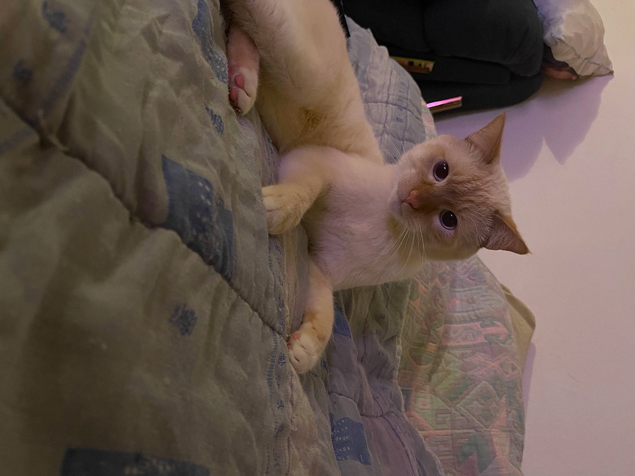 Mino a rejoint le concours — aidez-le/la à gagner de superbes lots ! carnivore, cat, claw, comfort, domestic_short_haired_cat, fawn, felidae, fur, linens, pattern, paw, sand, small_to_medium_sized_cats, snout, tail, whiskers, wood