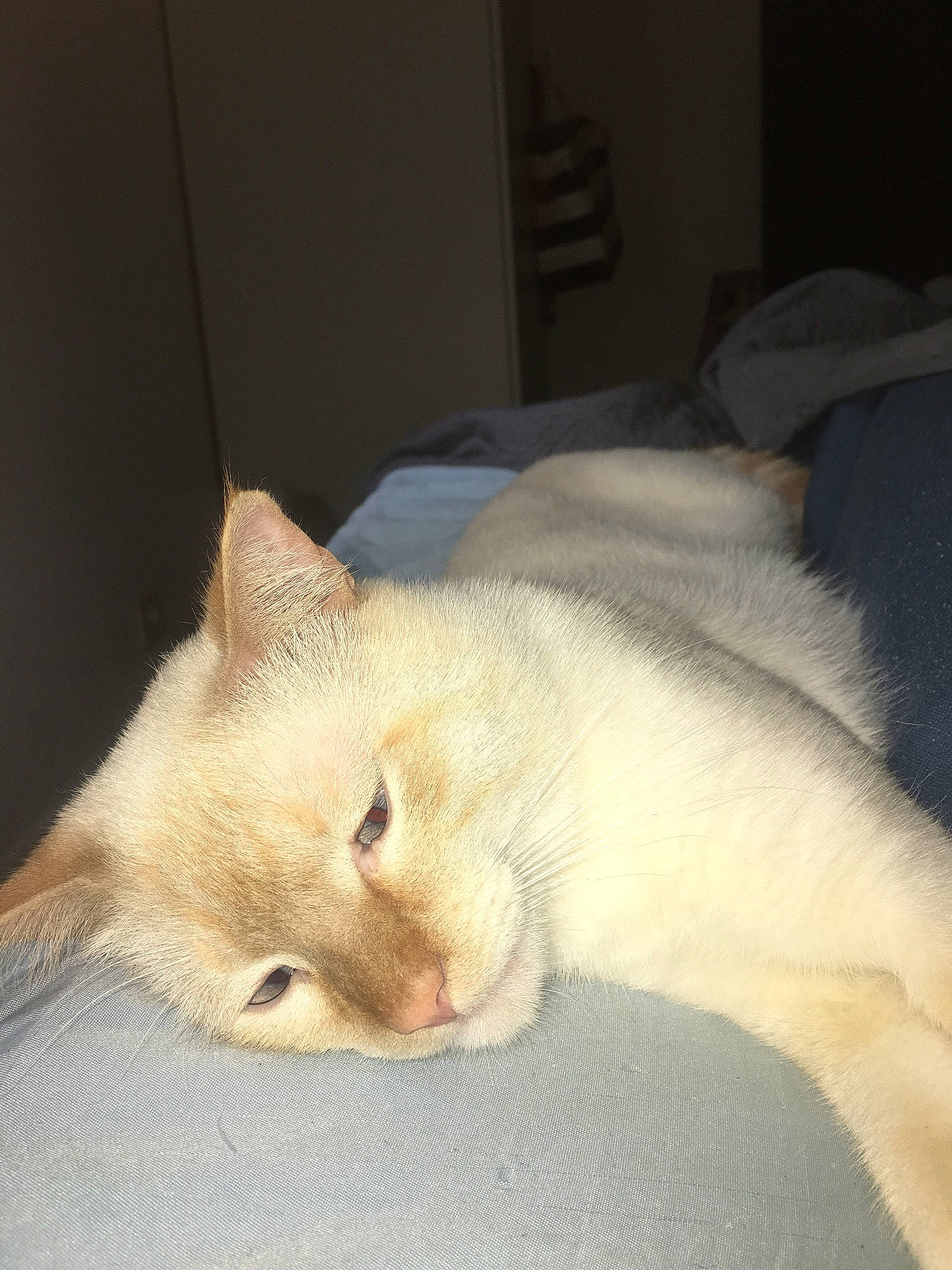 Mino a rejoint le concours — aidez-le/la à gagner de superbes lots ! balinese, canidae, carnivore, cat, claw, comfort, dog_breed, domestic_short_haired_cat, eye, fawn, felidae, fur, linens, paw, small_to_medium_sized_cats, tail, terrestrial_animal, thai, whiskers, wildlife