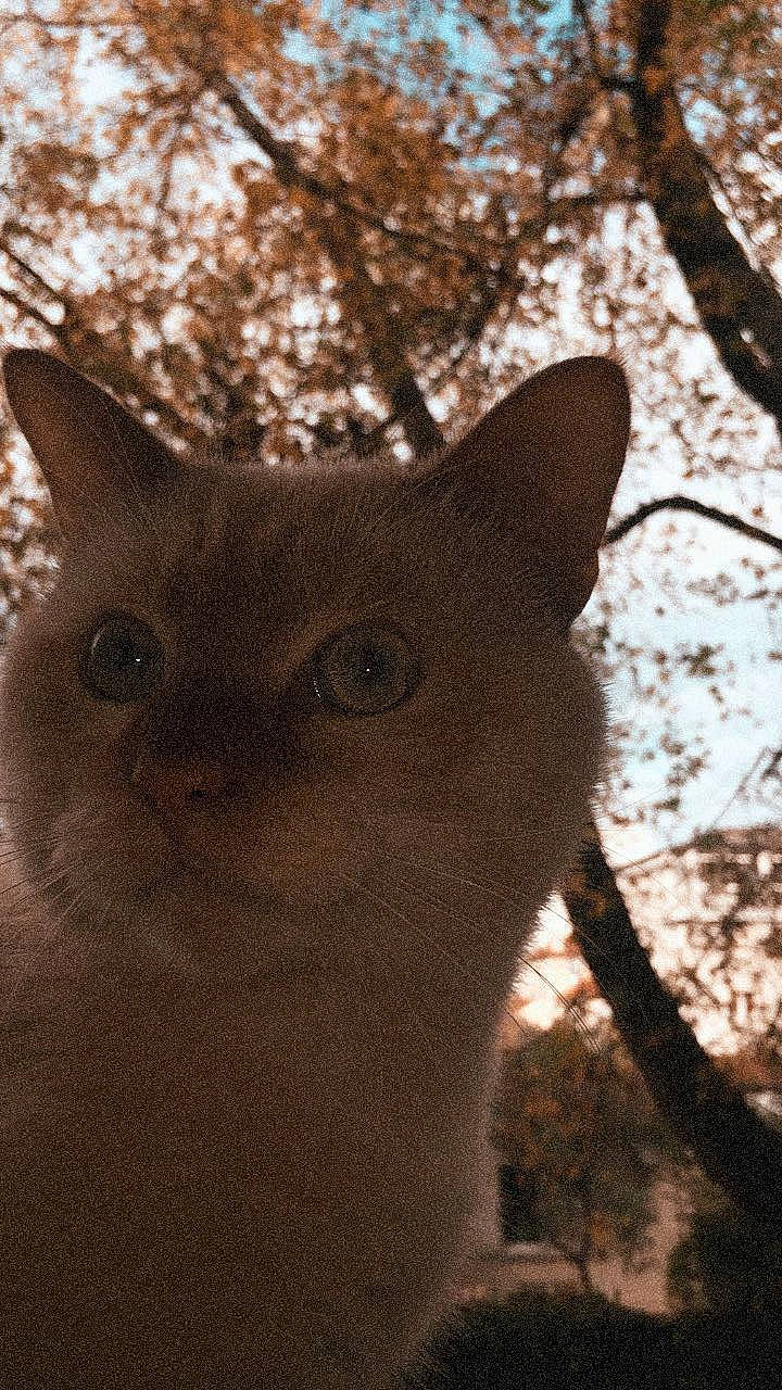 Mino participe au concours pour gagner de l'argent avec cette photo : carnivore, cat, domestic_short_haired_cat, ear, eye, fawn, felidae, fur, head, plant, small_to_medium_sized_cats, snout, terrestrial_animal, tints_and_shades, tree, trunk, twig, whiskers, window, wood