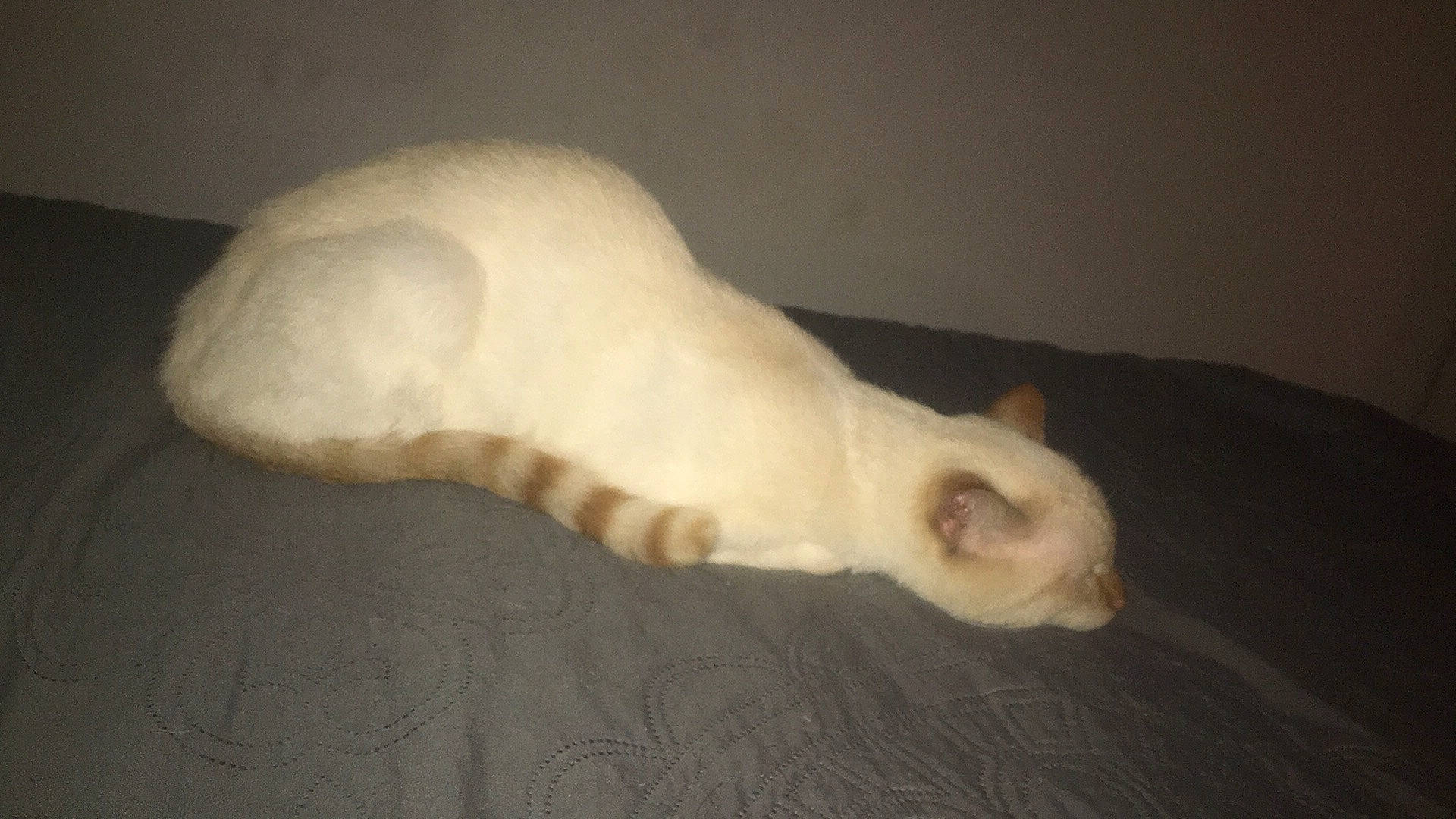 Mino a rejoint le concours — aidez-le/la à gagner de superbes lots ! balinese, carnivore, cat, comfort, darkness, dog_breed, domestic_short_haired_cat, fawn, felidae, fur, head, marine_mammal, paw, siamese, small_to_medium_sized_cats, snout, tail, terrestrial_animal, whiskers, wildlife