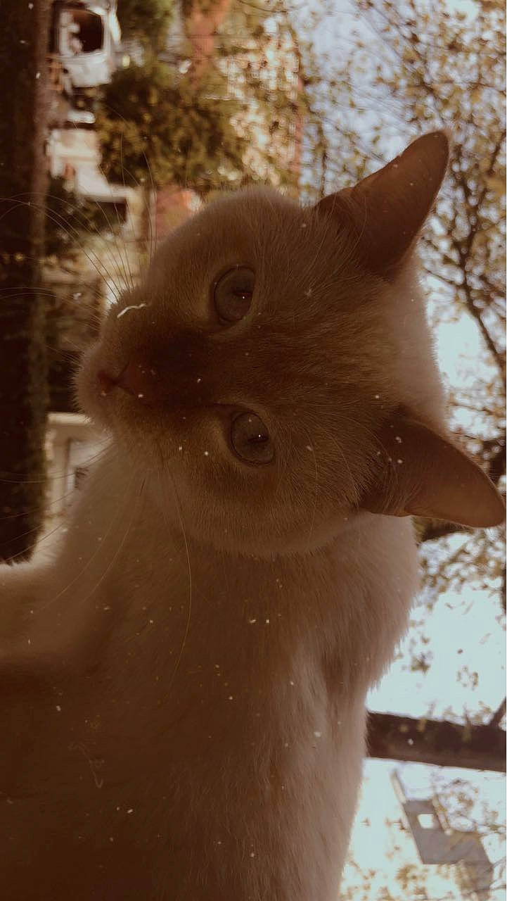 Mino a rejoint le concours — aidez-le/la à gagner de superbes lots ! carnivore, cat, domestic_short_haired_cat, ear, fawn, felidae, fur, small_to_medium_sized_cats, snow, sunglasses, sunlight, tail, tree, twig, whiskers, window, winter