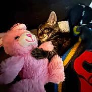 Coco joined the competition — help win amazing prizes! kitten, cat, stuffed_toy, teddy_bear, pink, sleeping, blanket, cozy, snuggling, indoor, pet, cute, animal, fur, resting, colorful, soft, comfort, dark_background, closeup