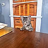 Coco joined the competition — help win amazing prizes! kitten, cat, tabby, wooden_table, curious, indoor, cabinet, furniture, pet, young_cat, whiskers, ears, claws, brown, gray, striped, domestic_cat, cute, animal, table