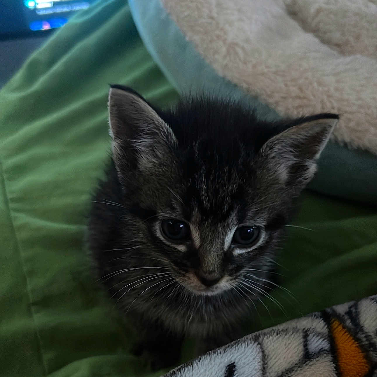 Coco